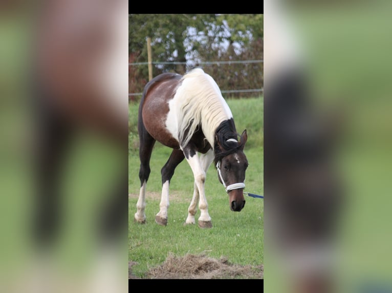 American Paint Horse Mix Merrie 15 Jaar 153 cm Gevlekt-paard in Monzingen