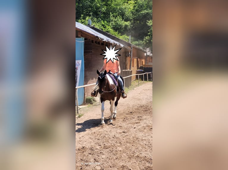 American Paint Horse Mix Merrie 15 Jaar 153 cm Gevlekt-paard in Monzingen