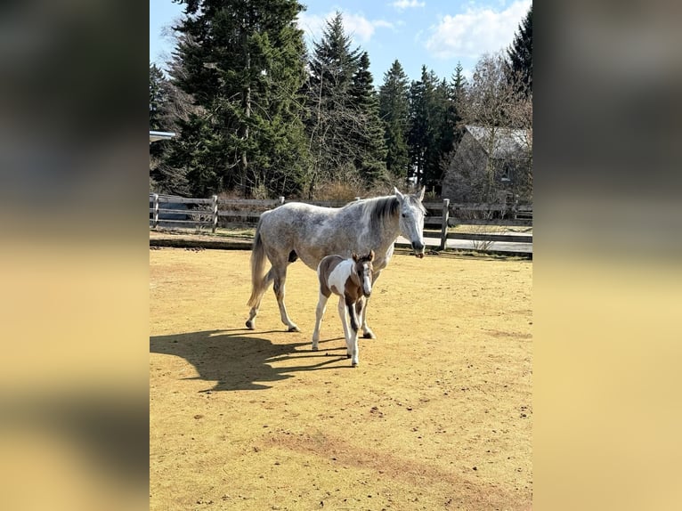 American Paint Horse Merrie 15 Jaar 153 cm Tobiano-alle-kleuren in Elterlein