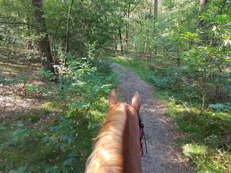 American Paint Horse Merrie 15 Jaar 156 cm Vos in Itterbeck