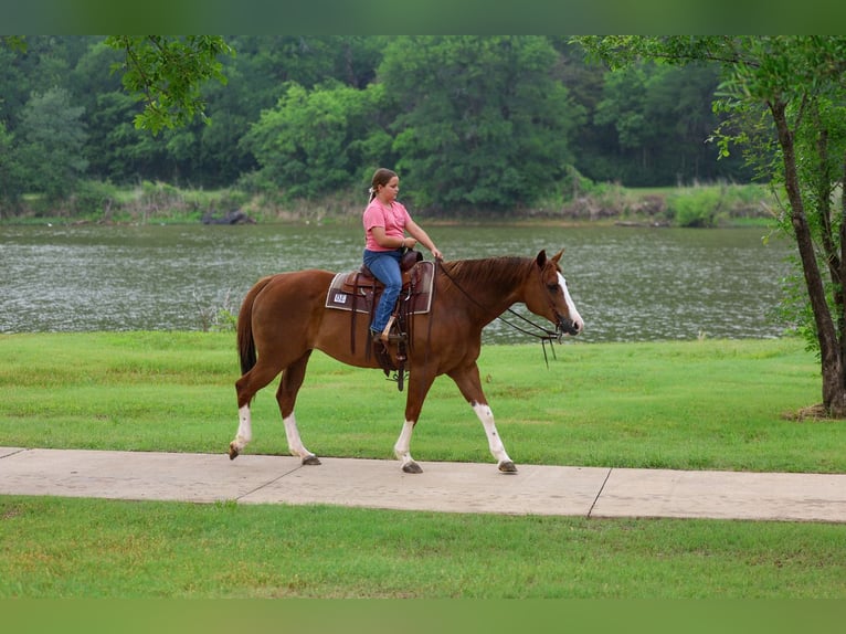 American Paint Horse Merrie 15 Jaar Donkere-vos in Forney