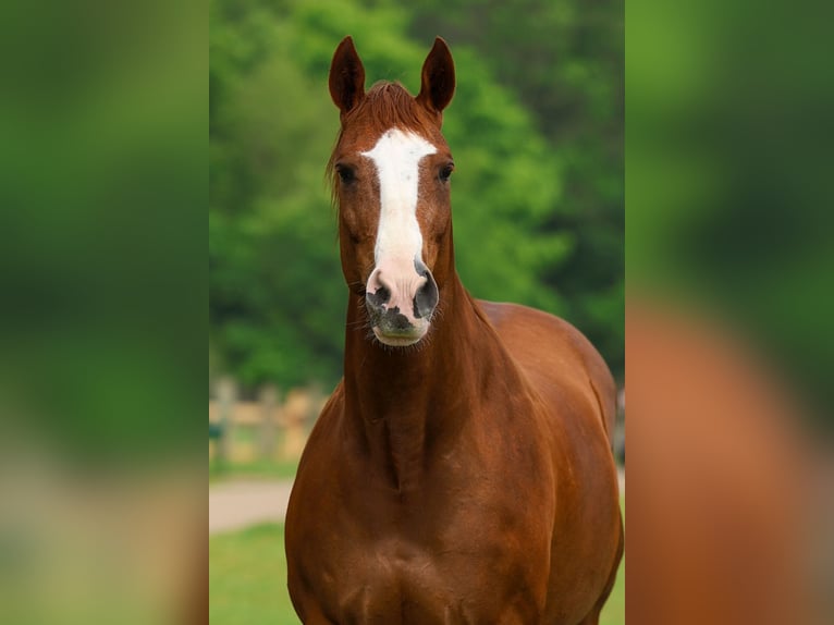 American Paint Horse Merrie 15 Jaar Donkere-vos in Forney