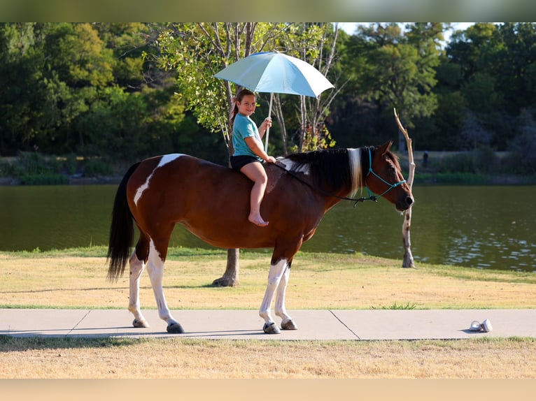 American Paint Horse Merrie 15 Jaar Gevlekt-paard in Terrell