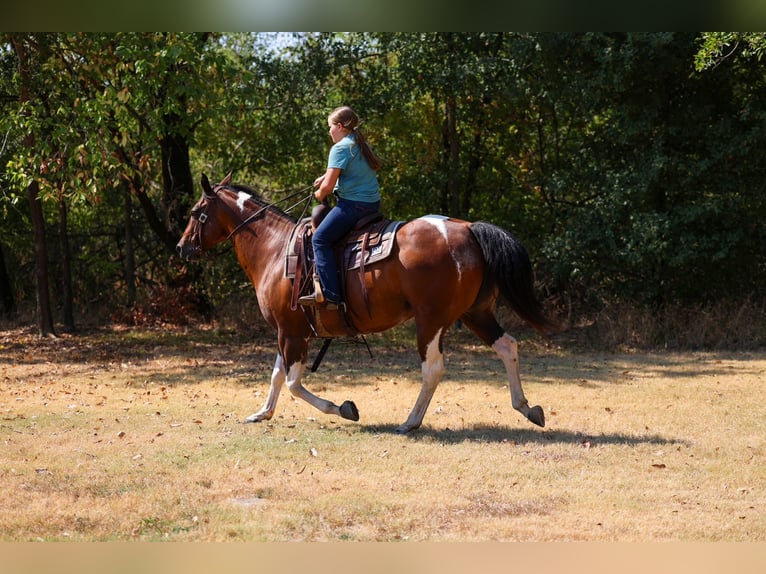 American Paint Horse Merrie 15 Jaar Gevlekt-paard in Terrell