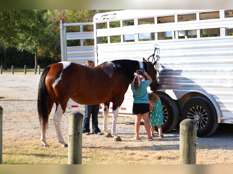 American Paint Horse Merrie 15 Jaar Gevlekt-paard in Terrell
