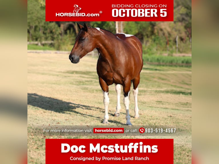 American Paint Horse Merrie 15 Jaar Gevlekt-paard in Terrell