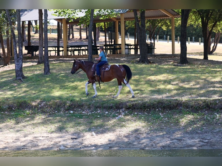 American Paint Horse Merrie 15 Jaar Gevlekt-paard in Terrell