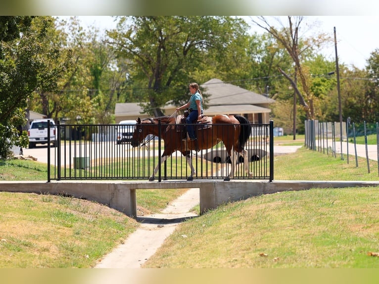 American Paint Horse Merrie 15 Jaar Gevlekt-paard in Terrell