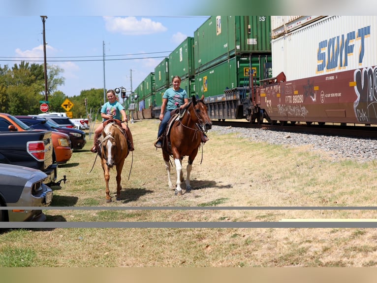 American Paint Horse Merrie 15 Jaar Gevlekt-paard in Terrell