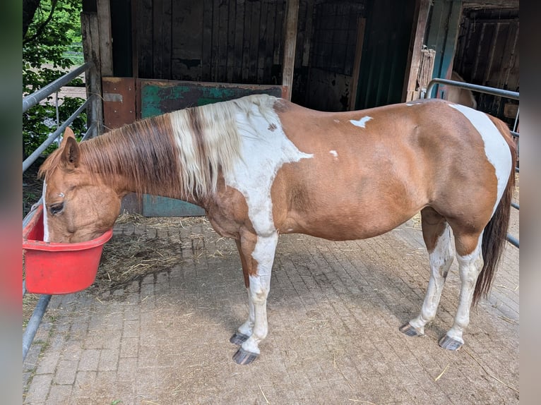 American Paint Horse Merrie 16 Jaar 148 cm Gevlekt-paard in Essen