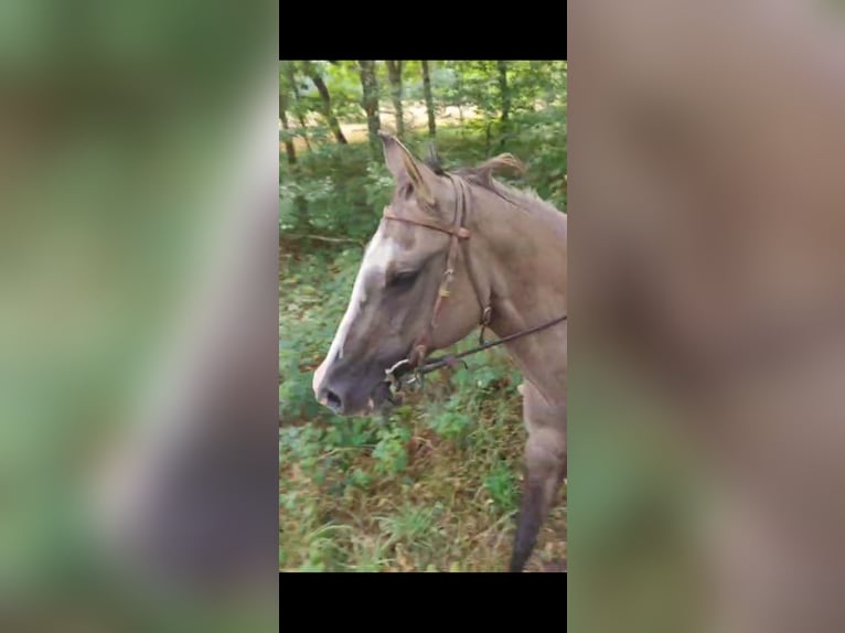 American Paint Horse Merrie 16 Jaar 150 cm Grullo in Maria Hoop