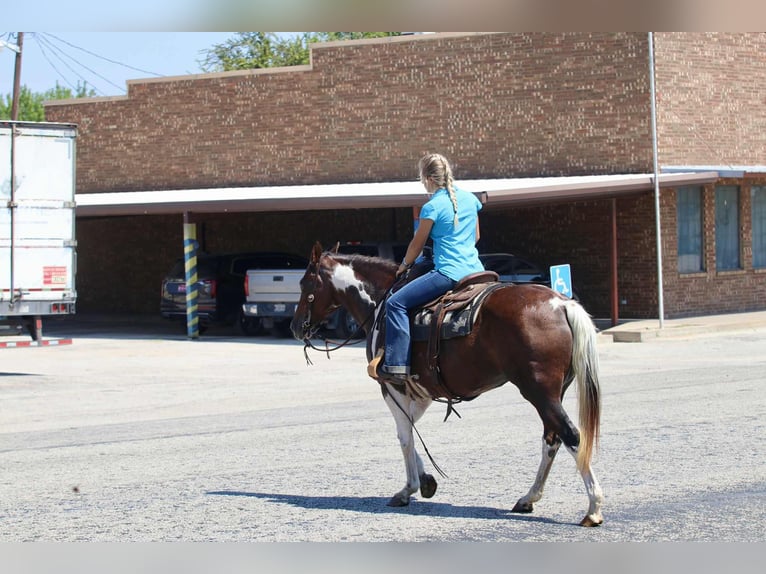 American Paint Horse Merrie 16 Jaar 150 cm Tobiano-alle-kleuren in Lipan TX