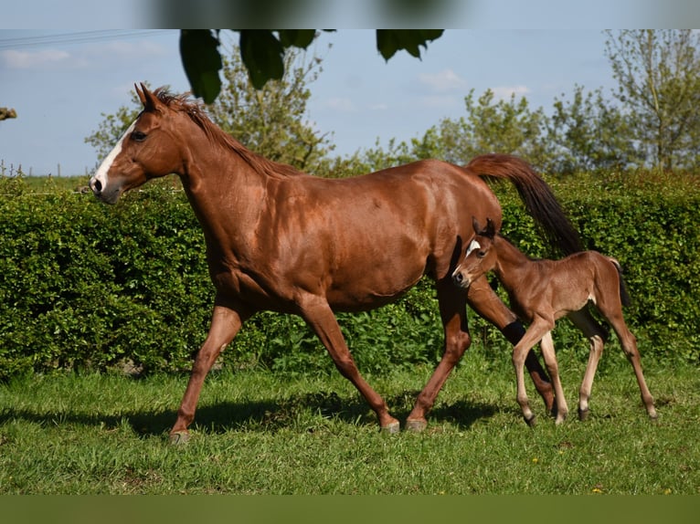 American Paint Horse Merrie 16 Jaar 150 cm Vos in Angeren