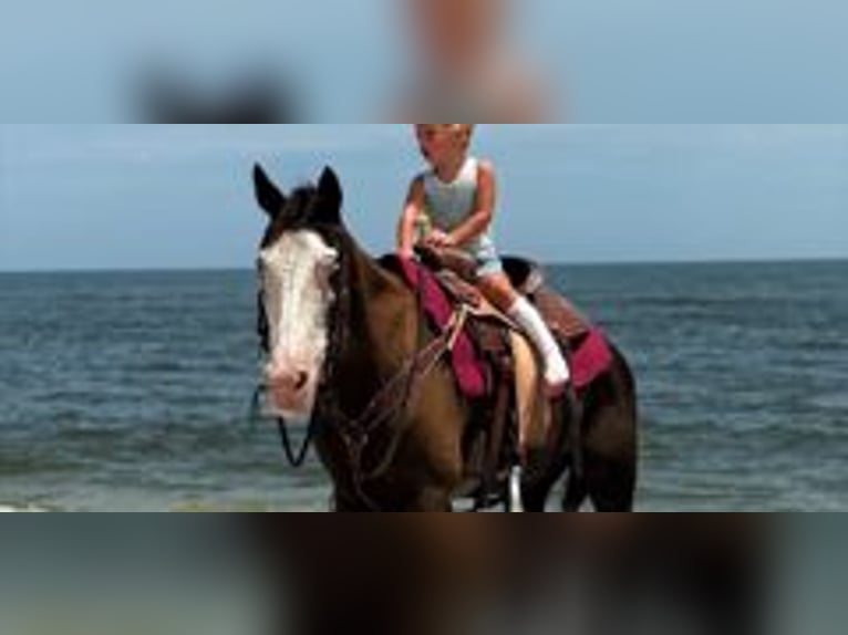 American Paint Horse Merrie 19 Jaar 142 cm Tobiano-alle-kleuren in Bronson