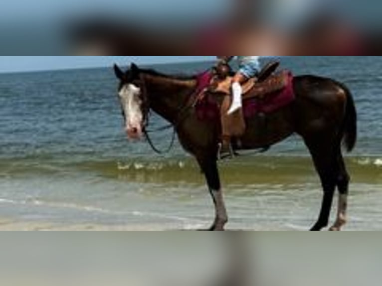 American Paint Horse Merrie 19 Jaar 142 cm Tobiano-alle-kleuren in Bronson