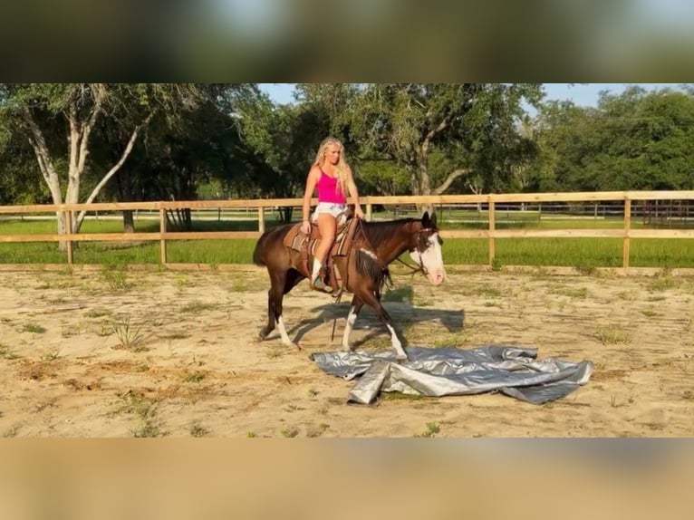 American Paint Horse Merrie 19 Jaar 142 cm Tobiano-alle-kleuren in Bronson