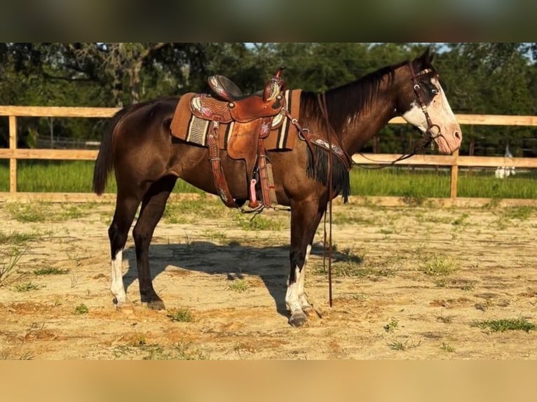American Paint Horse Merrie 19 Jaar 142 cm Tobiano-alle-kleuren in Bronson