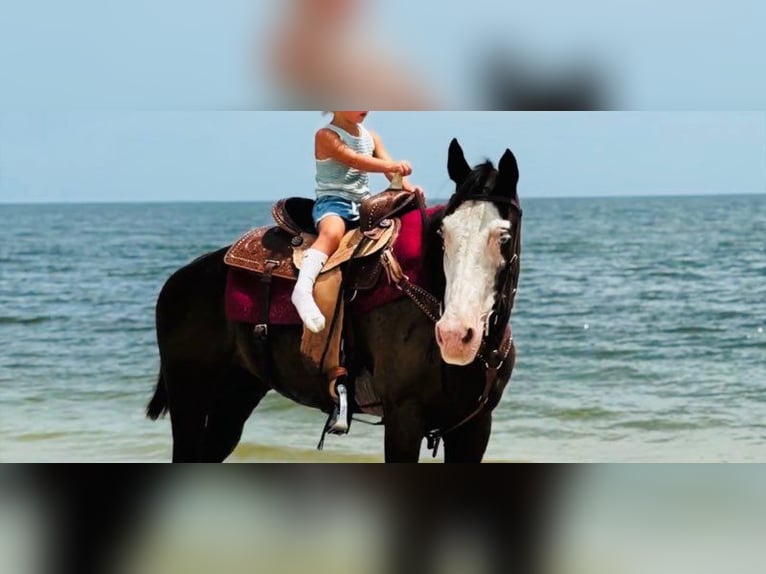 American Paint Horse Merrie 19 Jaar 142 cm Tobiano-alle-kleuren in Bronson