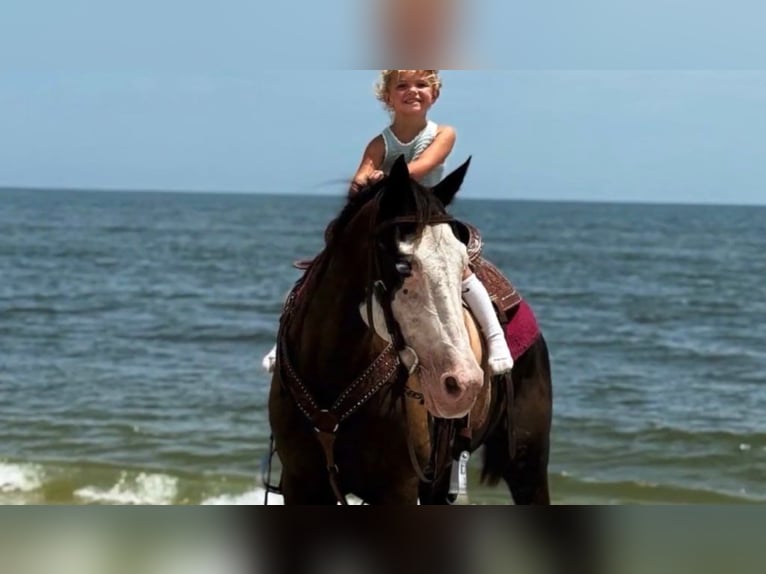 American Paint Horse Merrie 19 Jaar 142 cm Tobiano-alle-kleuren in Bronson