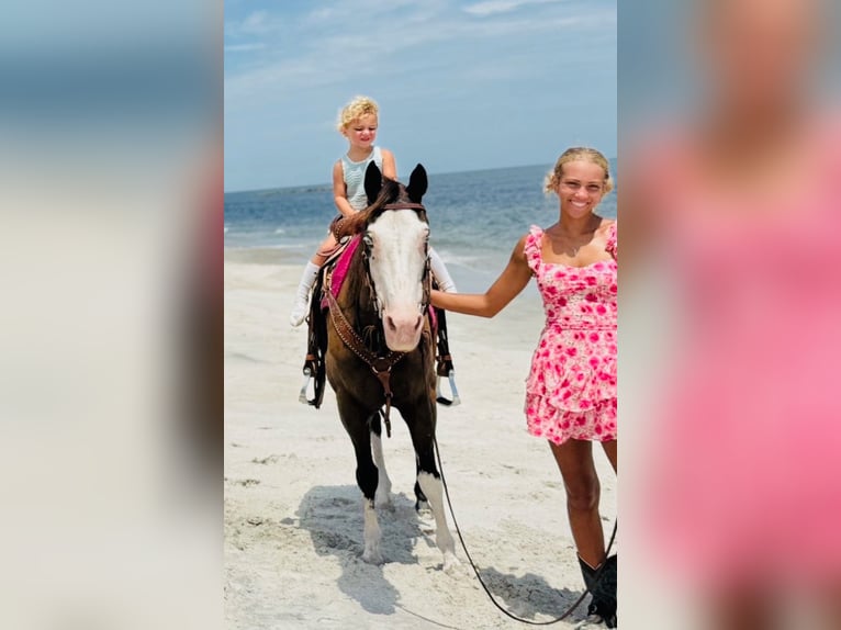 American Paint Horse Merrie 19 Jaar 142 cm Tobiano-alle-kleuren in Bronson