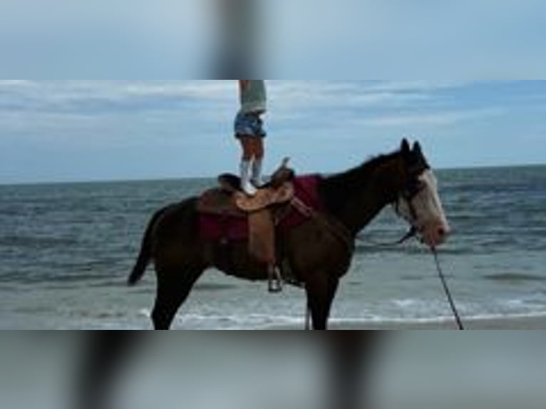 American Paint Horse Merrie 19 Jaar 142 cm Tobiano-alle-kleuren in Bronson