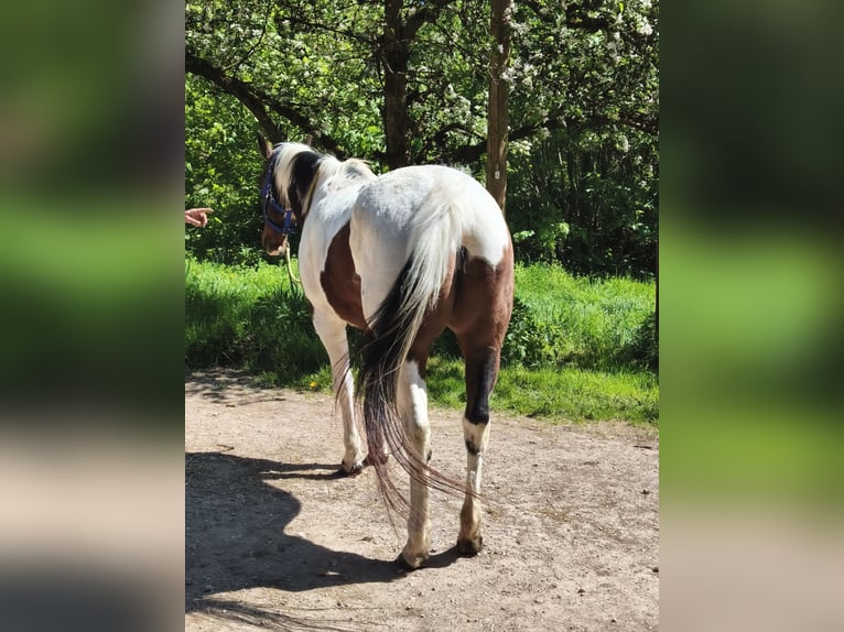 American Paint Horse Merrie 19 Jaar Overo-alle-kleuren in Berreldorf