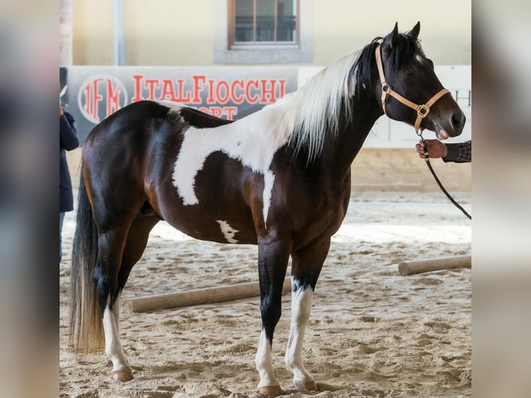American Paint Horse Merrie 1 Jaar 140 cm Tovereo-alle-kleuren in Dobovec