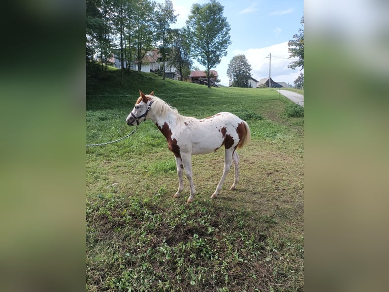 American Paint Horse Merrie 1 Jaar 140 cm Tovereo-alle-kleuren in Dobovec