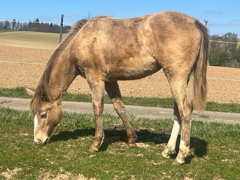 American Paint Horse Mix Merrie 1 Jaar 146 cm Champagne in Oberbachheim