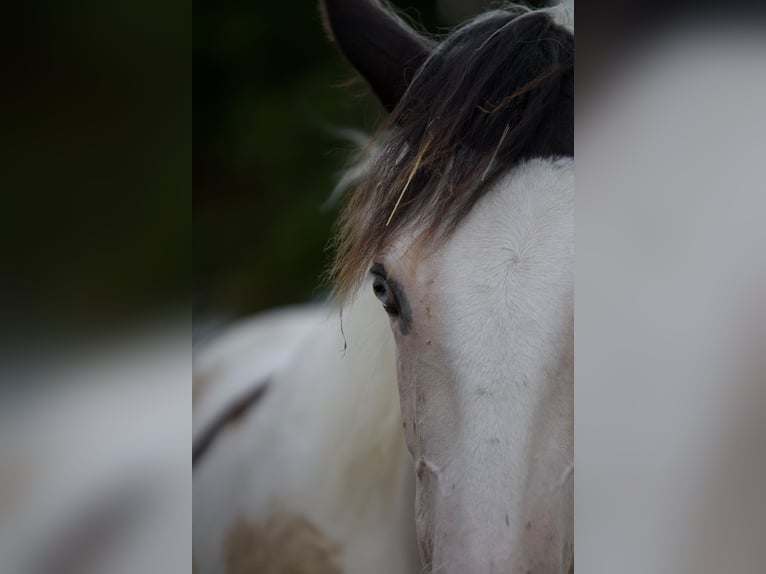 American Paint Horse Mix Merrie 1 Jaar 148 cm Gevlekt-paard in Klingenberg am Main