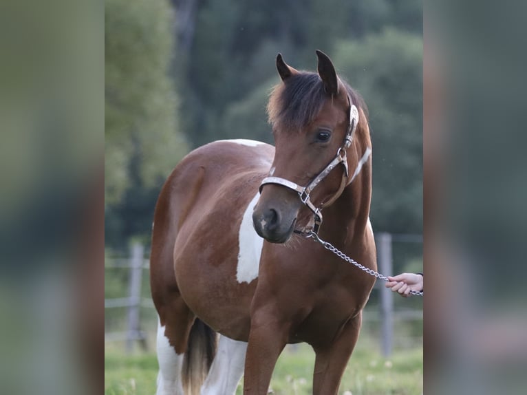 American Paint Horse Merrie 1 Jaar 150 cm Bruin in Rajcza