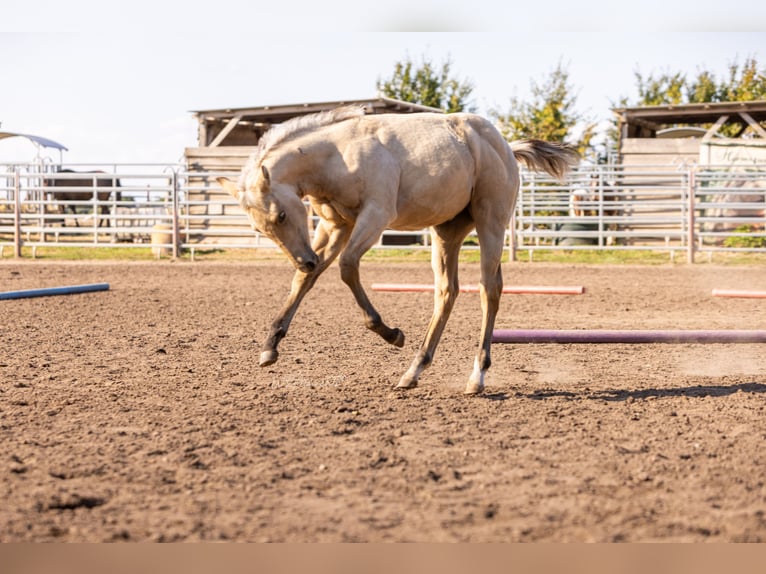 American Paint Horse Merrie 1 Jaar 150 cm Buckskin in Möllendorf