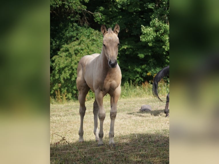 American Paint Horse Merrie 1 Jaar 150 cm Buckskin in Möllendorf