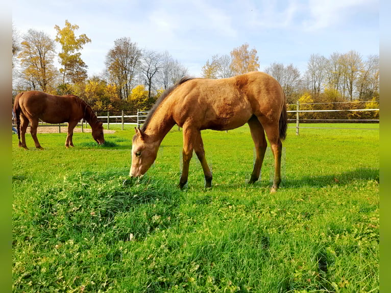 American Paint Horse Merrie 1 Jaar 150 cm Buckskin in Crailsheim