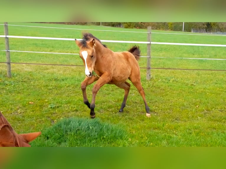 American Paint Horse Merrie 1 Jaar 150 cm Buckskin in Crailsheim