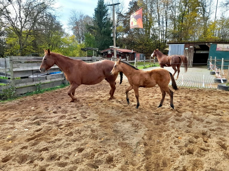 American Paint Horse Merrie 1 Jaar 150 cm Buckskin in Crailsheim