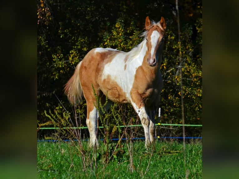 American Paint Horse Merrie 1 Jaar 150 cm Champagne in Obertaufkirchen