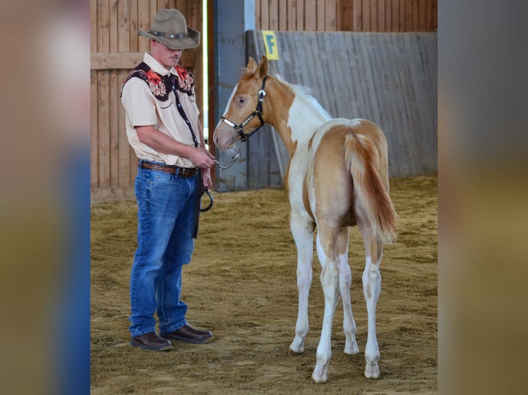 American Paint Horse Merrie 1 Jaar 150 cm Champagne in Obertaufkirchen