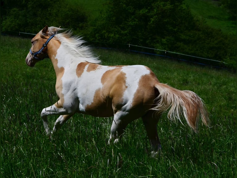 American Paint Horse Merrie 1 Jaar 150 cm Champagne in Obertaufkirchen