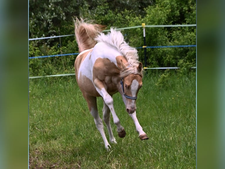American Paint Horse Merrie 1 Jaar 150 cm Champagne in Obertaufkirchen