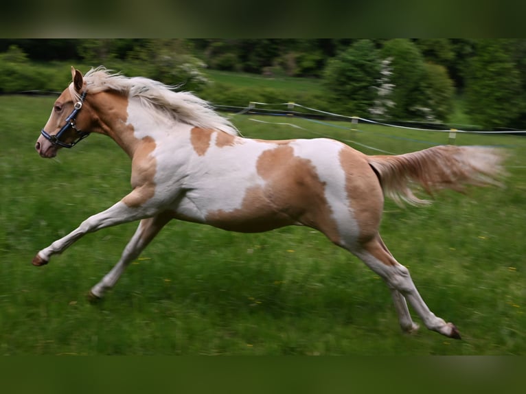 American Paint Horse Merrie 1 Jaar 150 cm Champagne in Obertaufkirchen