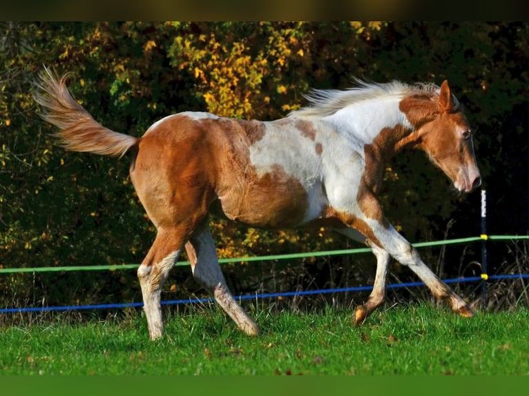 American Paint Horse Merrie 1 Jaar 150 cm Champagne in Obertaufkirchen