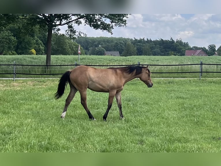 American Paint Horse Merrie 1 Jaar 150 cm Falbe in Emstek