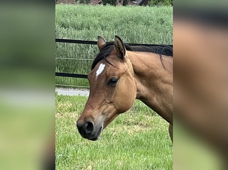 American Paint Horse Merrie 1 Jaar 150 cm Falbe in Emstek