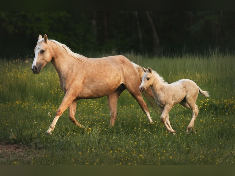 American Paint Horse Merrie 1 Jaar 150 cm Palomino in Aachen
