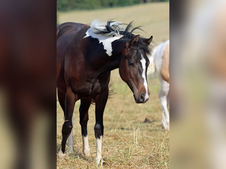 American Paint Horse Merrie 1 Jaar 150 cm Tobiano-alle-kleuren in Hellenthal