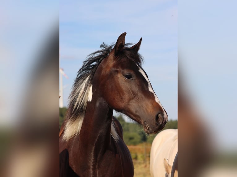 American Paint Horse Merrie 1 Jaar 150 cm Tobiano-alle-kleuren in Hellenthal