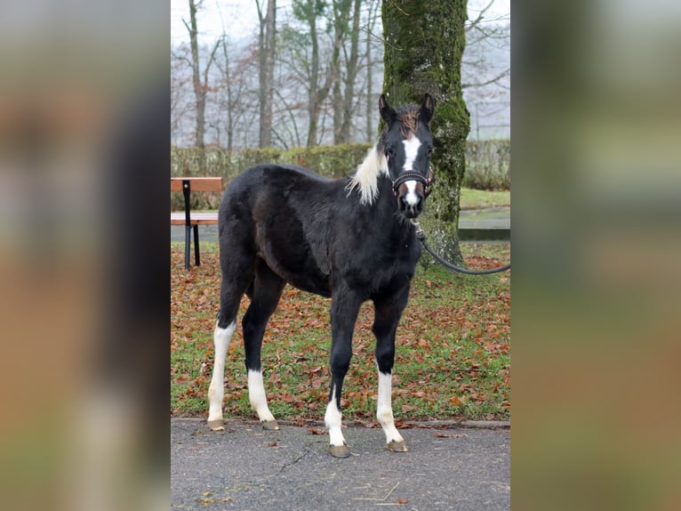 American Paint Horse Merrie 1 Jaar 150 cm Tobiano-alle-kleuren in Hellenthal