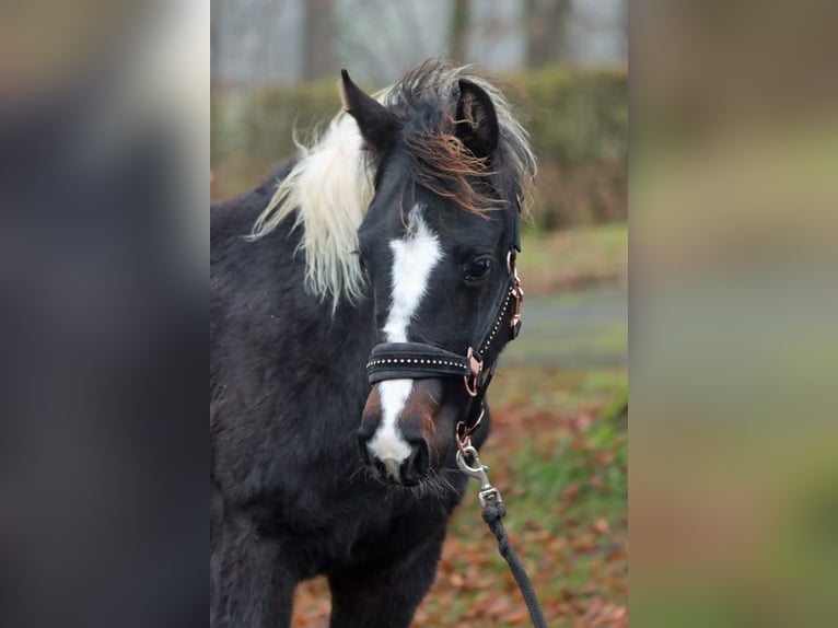 American Paint Horse Merrie 1 Jaar 150 cm Tobiano-alle-kleuren in Hellenthal
