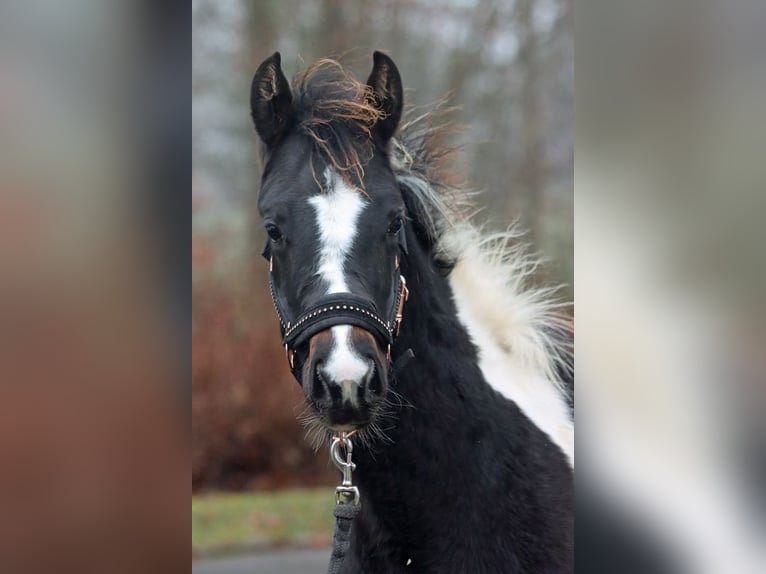 American Paint Horse Merrie 1 Jaar 150 cm Tobiano-alle-kleuren in Hellenthal